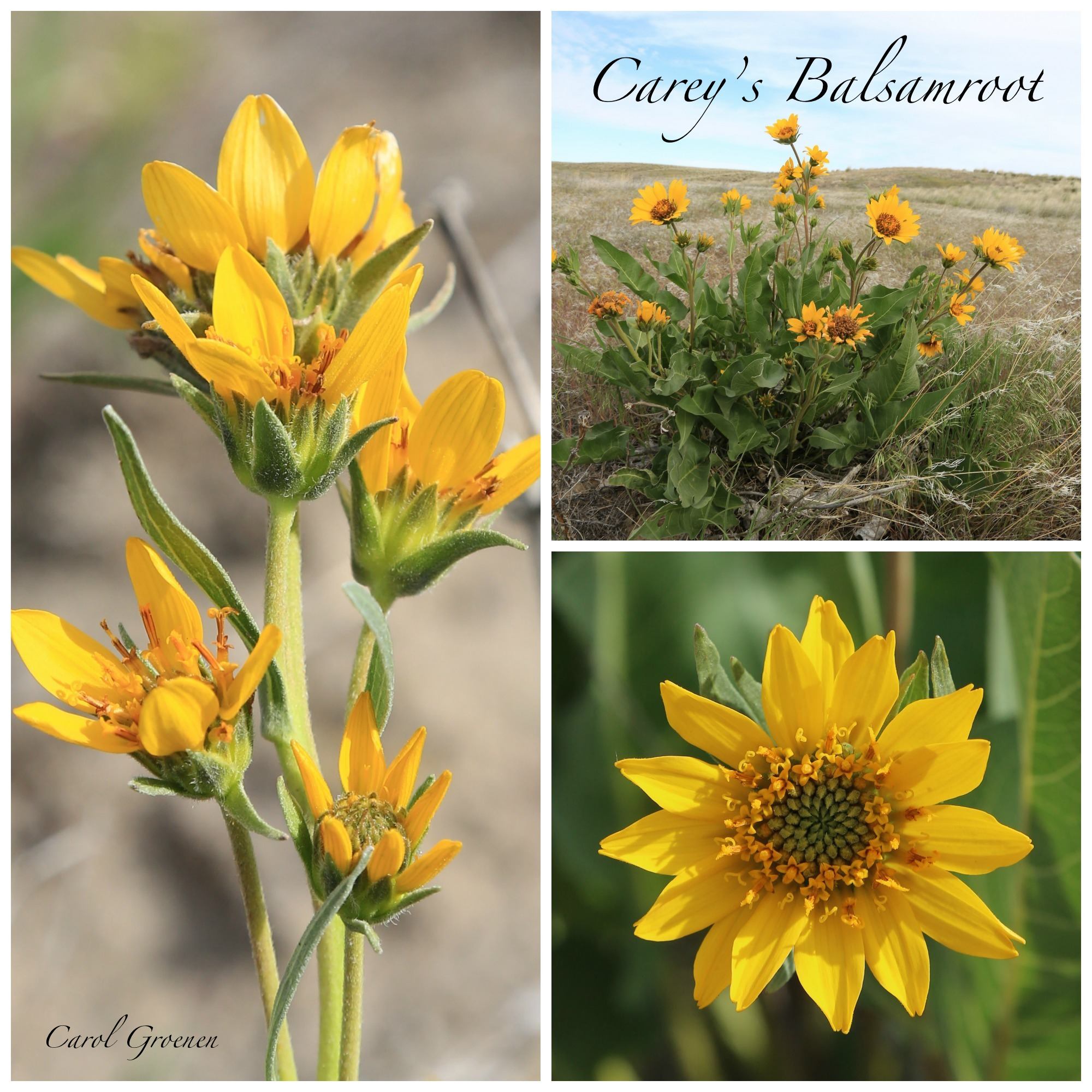 Carey's Balsamroot
