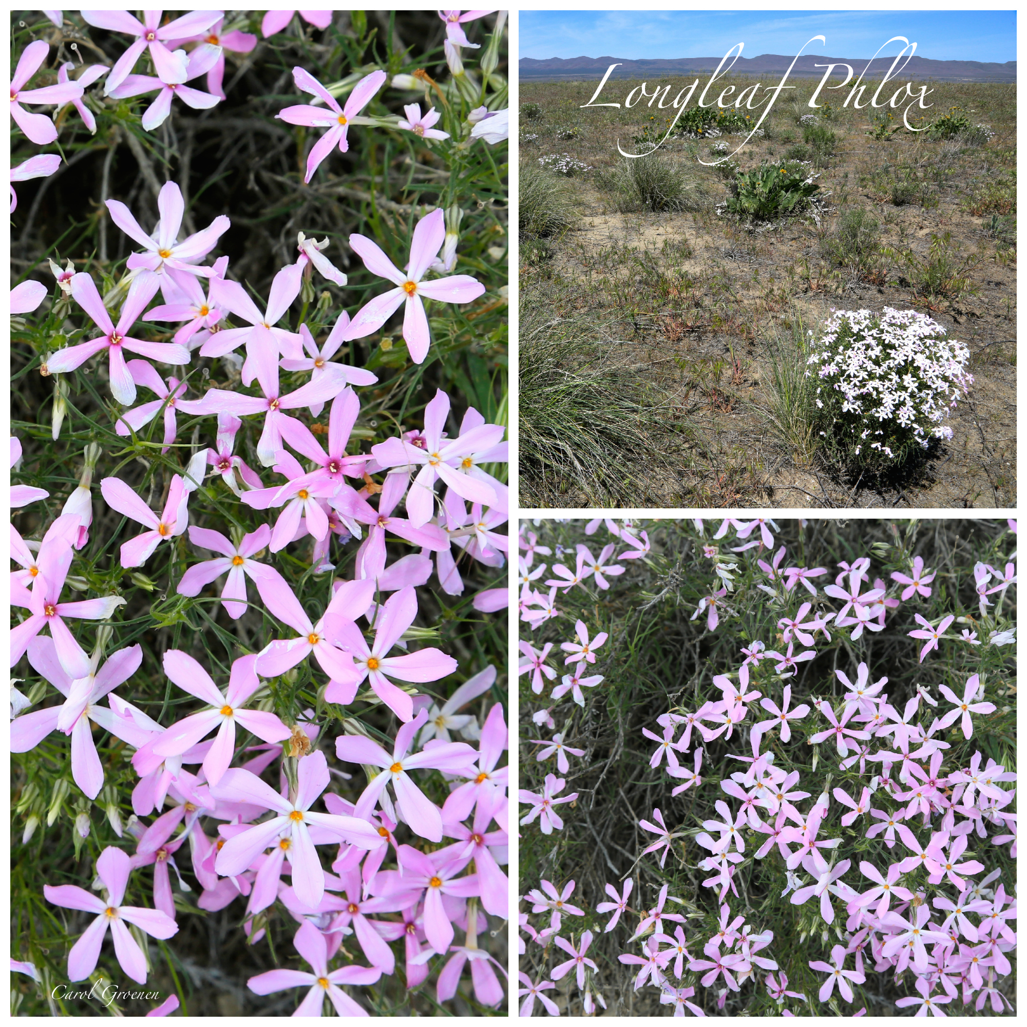 Longleaf Phlox