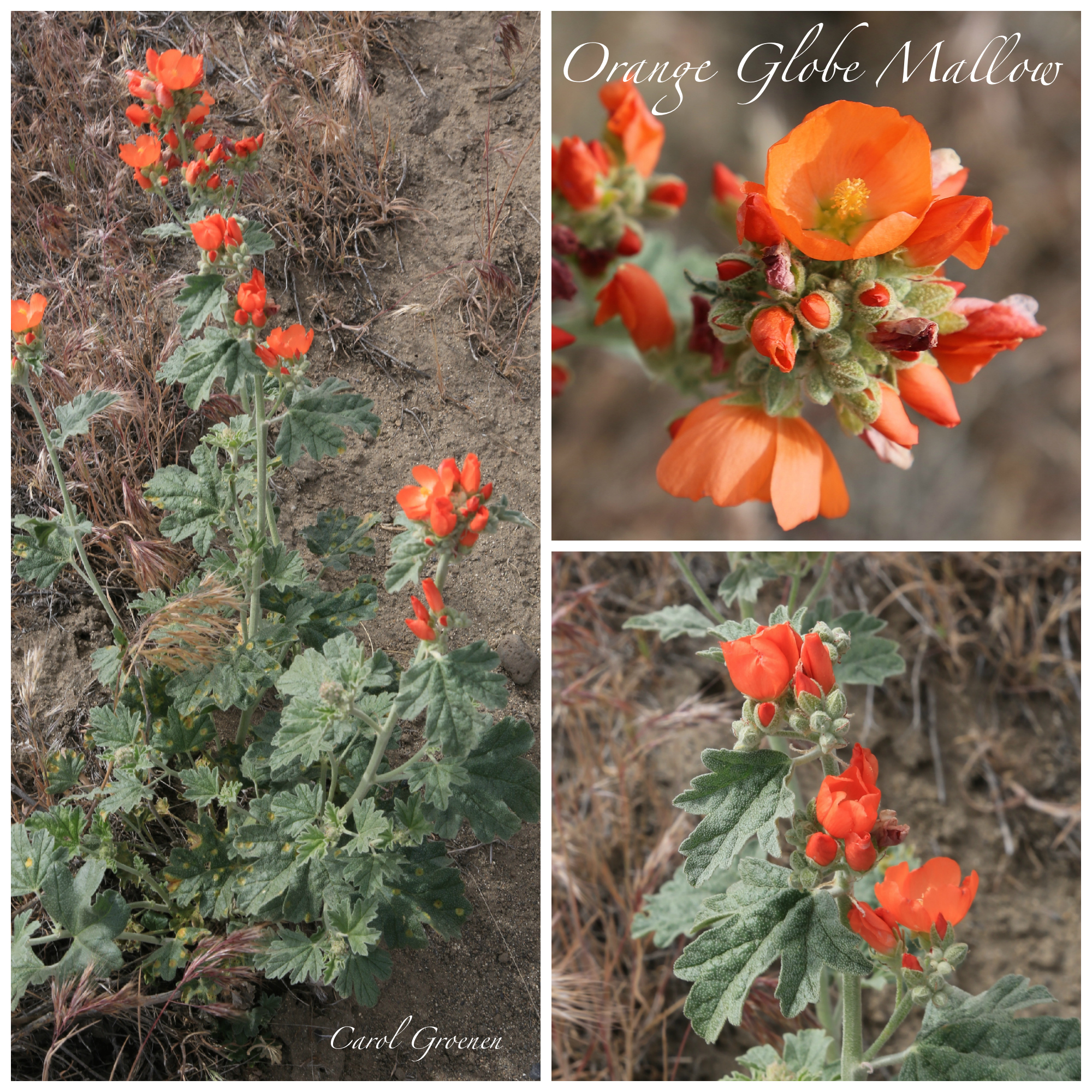 Orange Globe Mallow