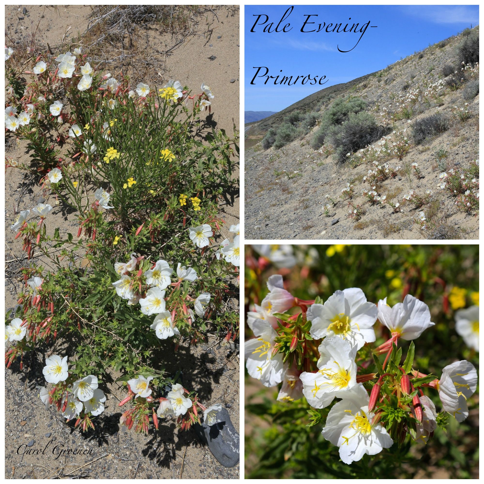 Pale Evening-Primrose