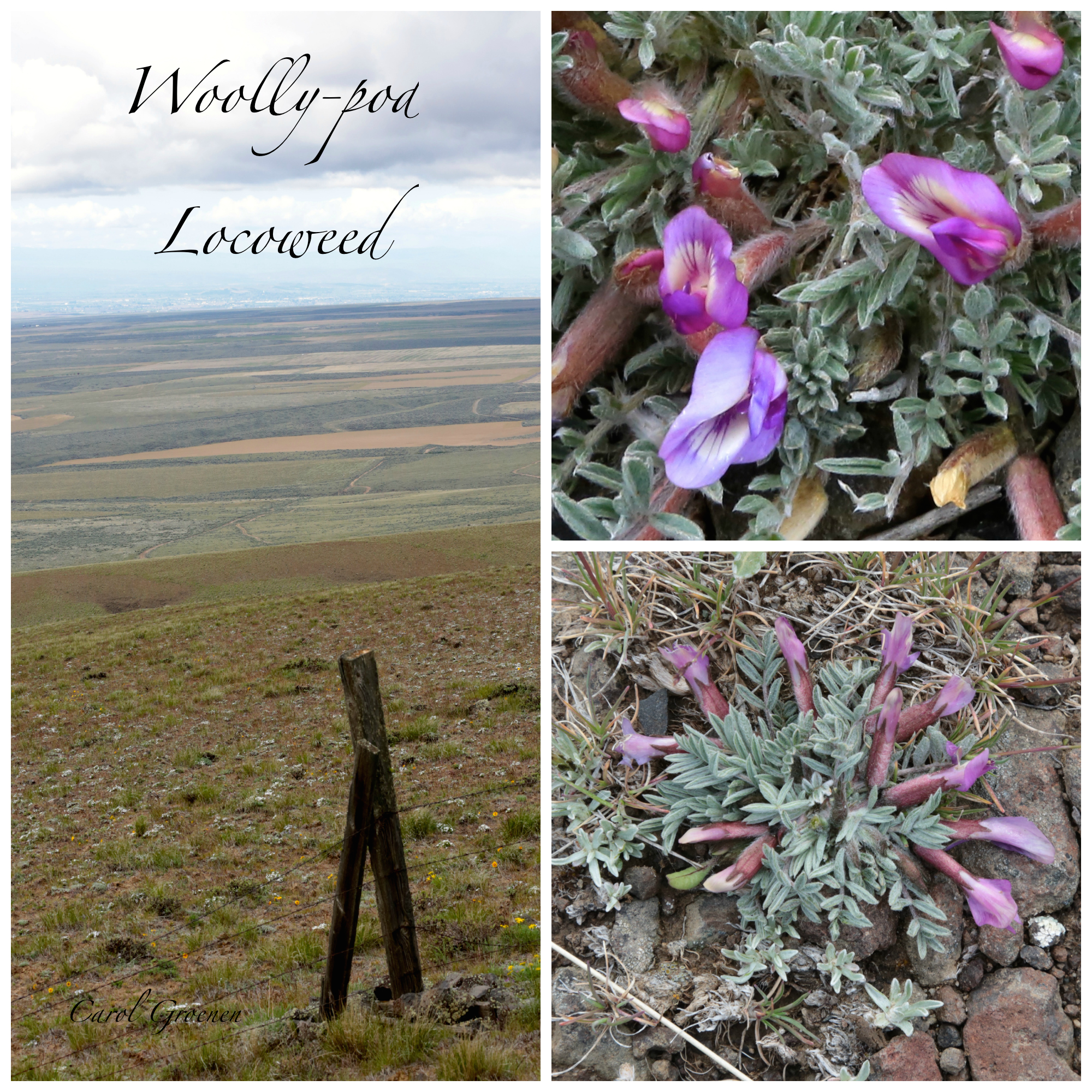 Woolly-pod Locoweed