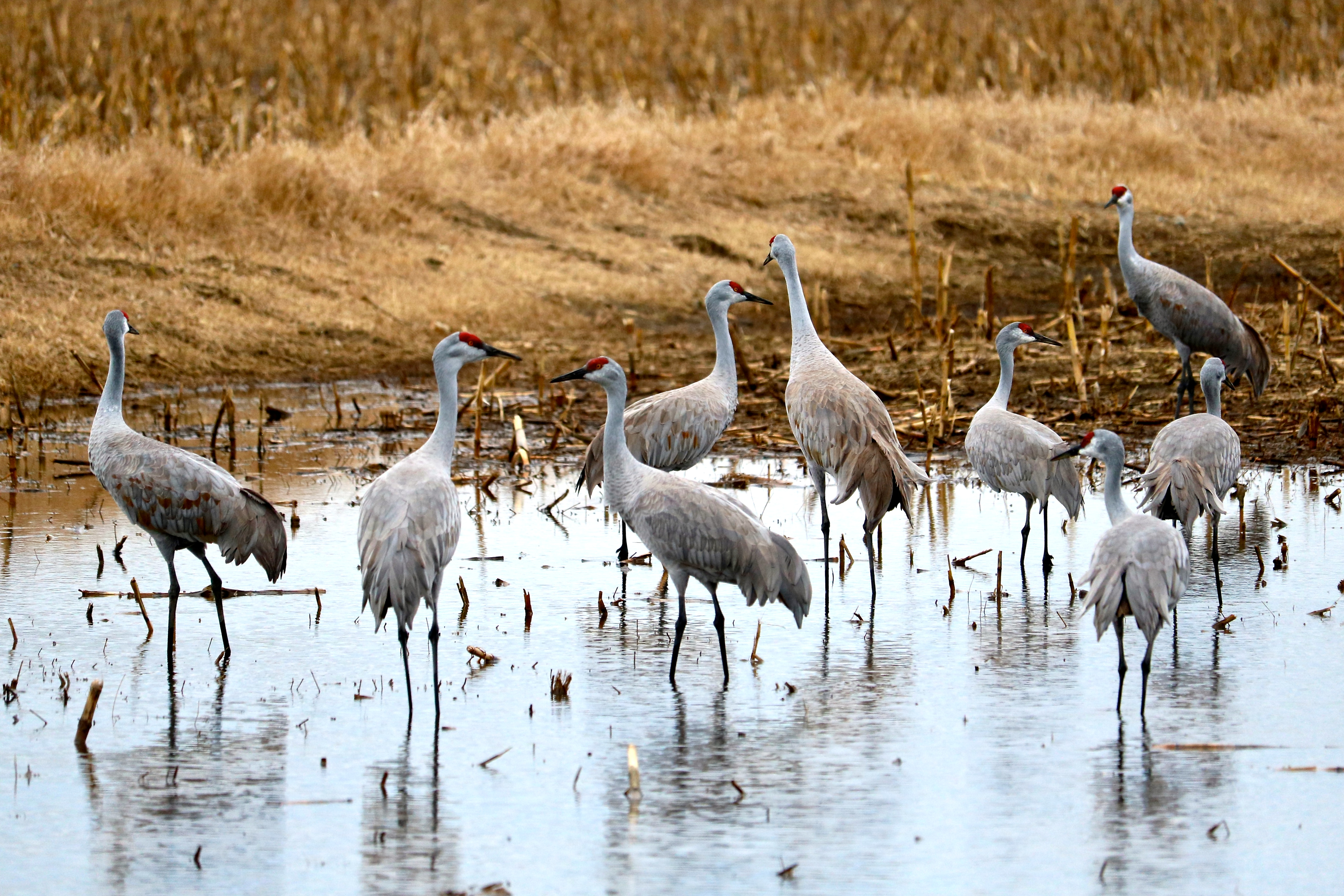 Congregating Sandhill Cranes b