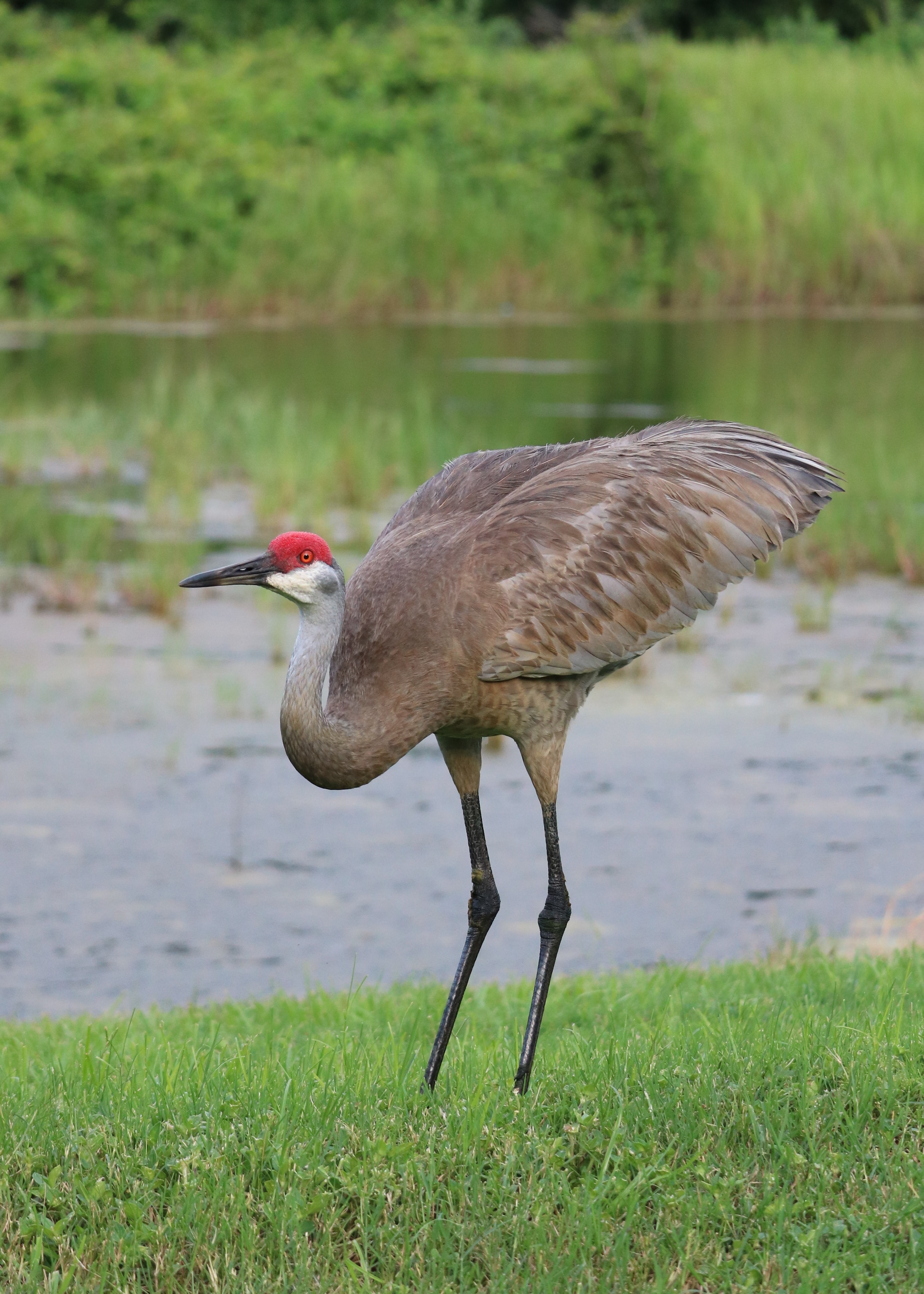 Sandhill Crane Courtship Dance 16.jpg